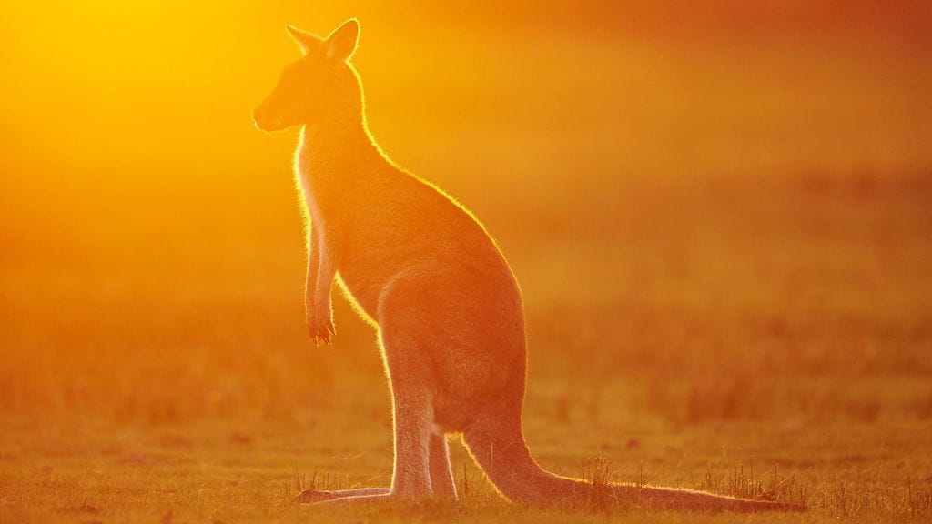 Kevyempänä on helpompi hyppiä. Nykykengurut ovat varsin maltillisen kokoisia verrattuna muinaisiin jättikenguruihin.
