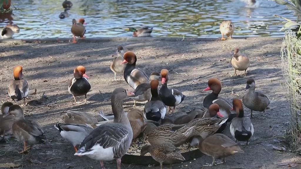 Ranskan ankat Reuters