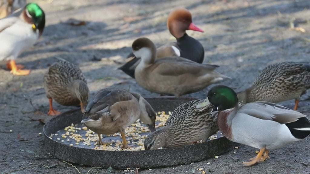 Ranskan ankat Reuters 2