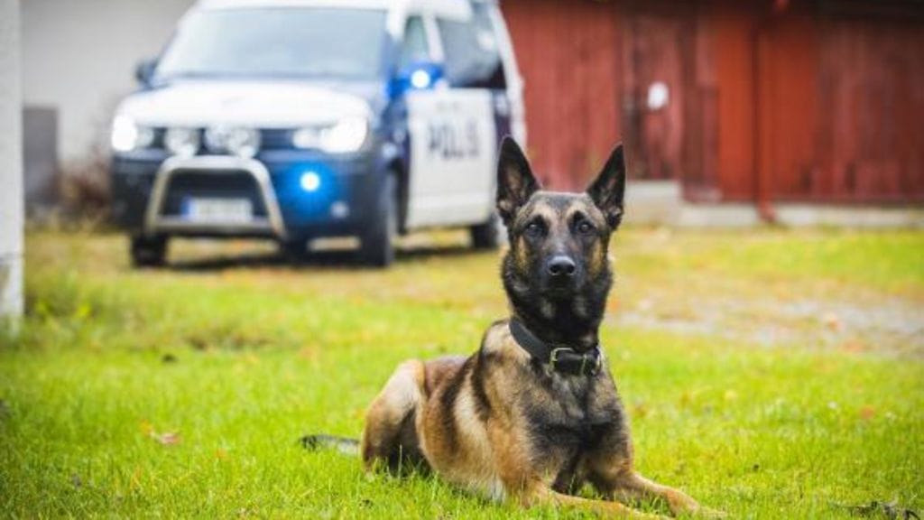 Kennelliitto vuoden virkakoira2