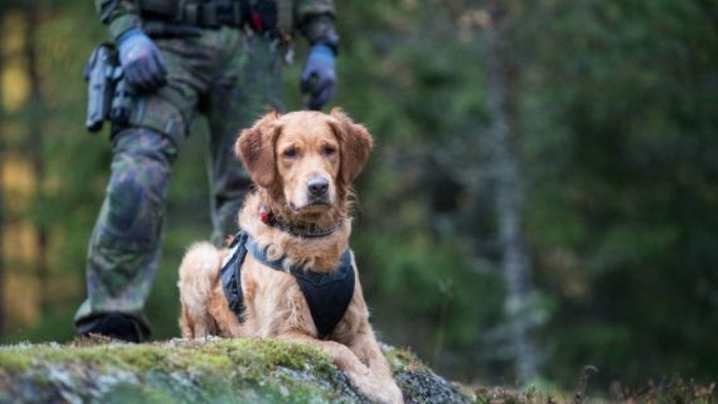 8bf1Kennelliitto vuoden virkakoira3