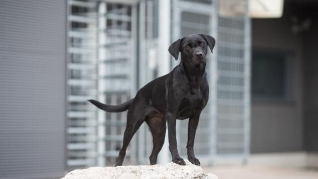 Kennelliitto vuoden virkakoira4