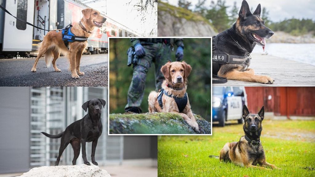 Vuoden virkakoiran arvonimen vastaanottavat poliisikoira Viksu, tullikoira Aino, rajakoira Cena, vankilakoira Tuisku ja sotakoira Lex.