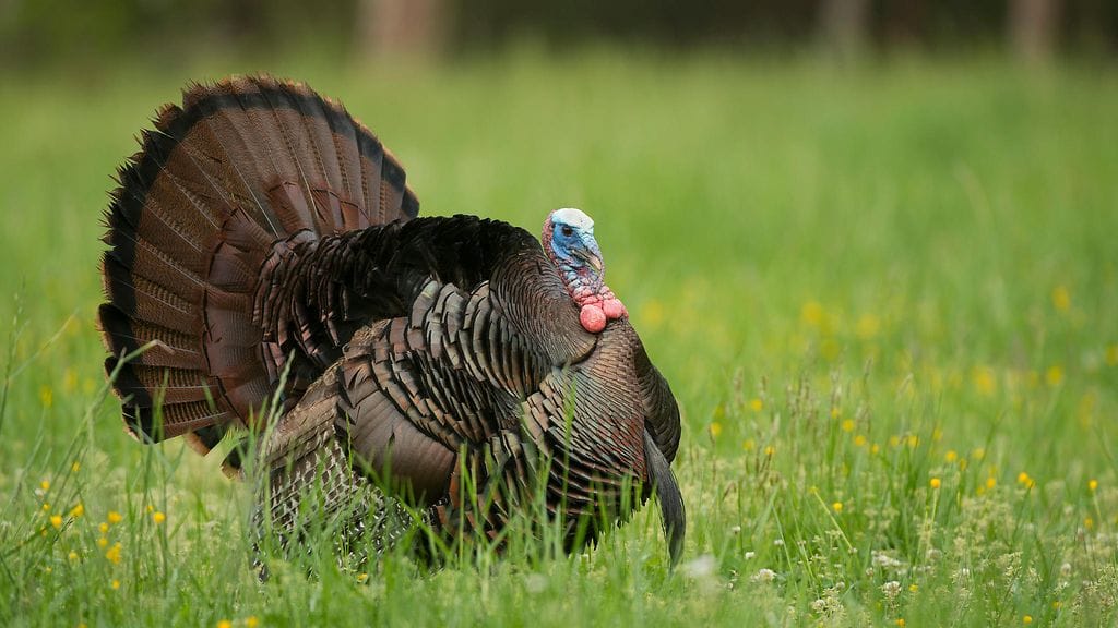 Kiitospäivää vietetään ensi viikon torstaina ja koulujen kiitospäivätauko kestää viikonlopun yli. Paistettu kalkkuna on perinteisin kiitospäivänä syötävä ruoka.