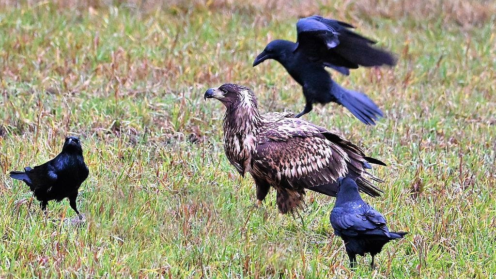 Kuvituskuvana lukijan kuva merikotkasta.