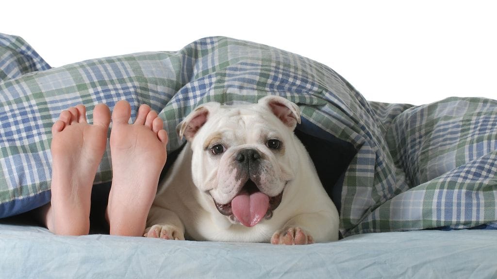 Kolmas pyörä sängyssä? Koirat ja kissat häiritsivät lemmenleikkejä eniten.