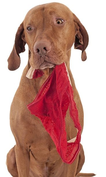 shutterstock_129174629