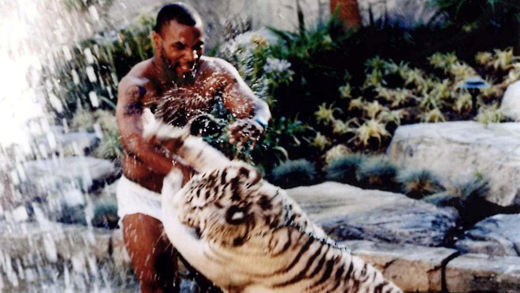 Mike Tyson leikkimässä lemmikkitiikerin kanssa.
