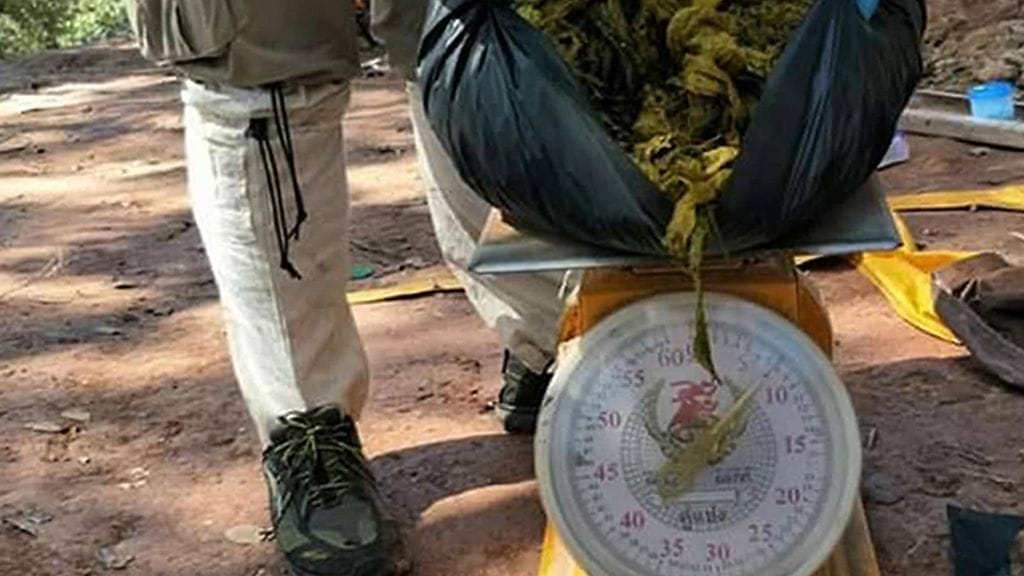 kuollut peura thaimaa roskat