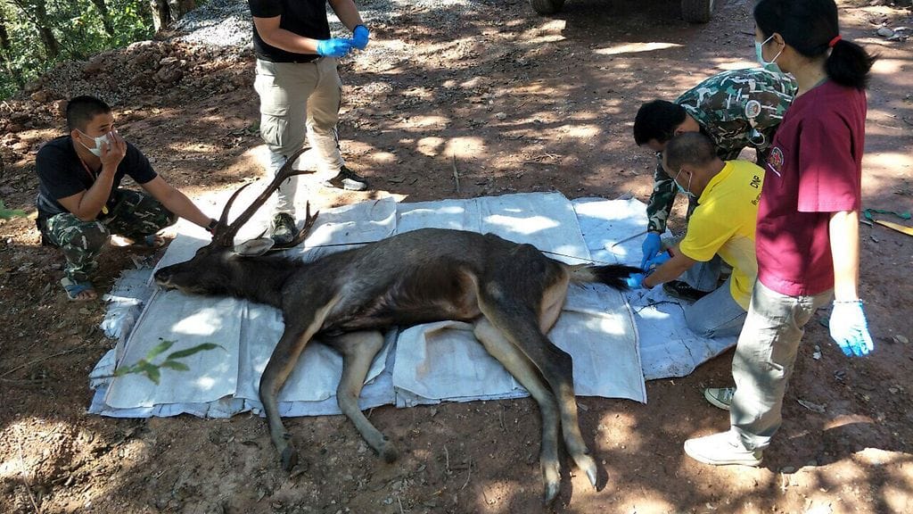 Urospeura löydettiin kuolleena Khun Sathanin kansallispuistossa pohjoisessa Thaimaassa.