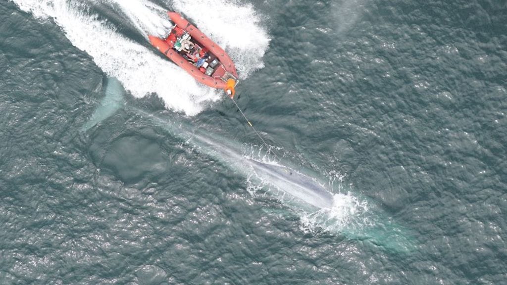 Tutkijat ovat onnistuneet ensi kertaa mittaamaan villin sinivalaan sykettä, kertoo Standfordin yliopisto.