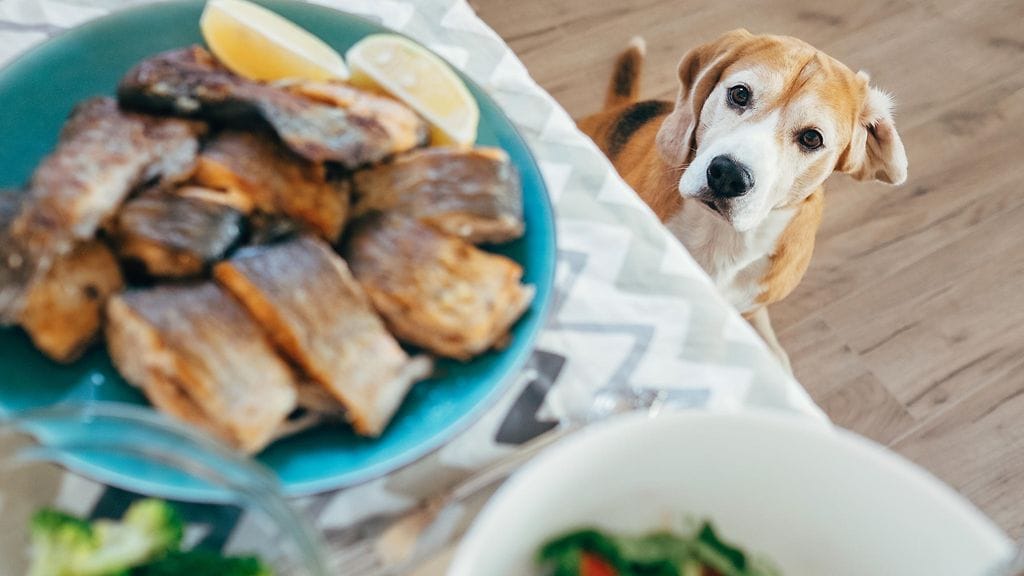 shutterstock_740990779