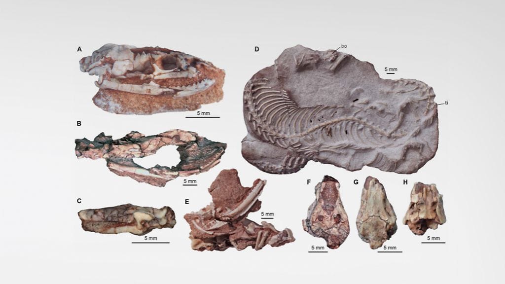 Käärmeiden esi-isälle Najash rionegrinalle kuuluneita fossiileja löytyi Argentiinan Patagoniasta. Lähde: Science Advances.