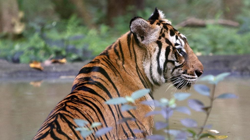 Kuvituskuva. Kuvan tiikeri ei liity juttuun. AOP.