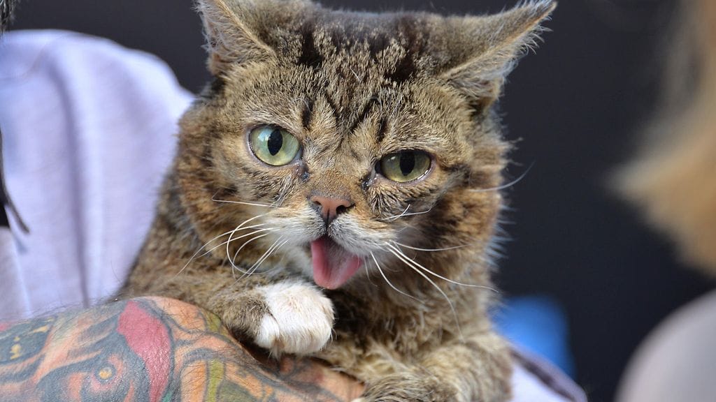 Kuuluisa somekissa Lil Bub on kuollut.