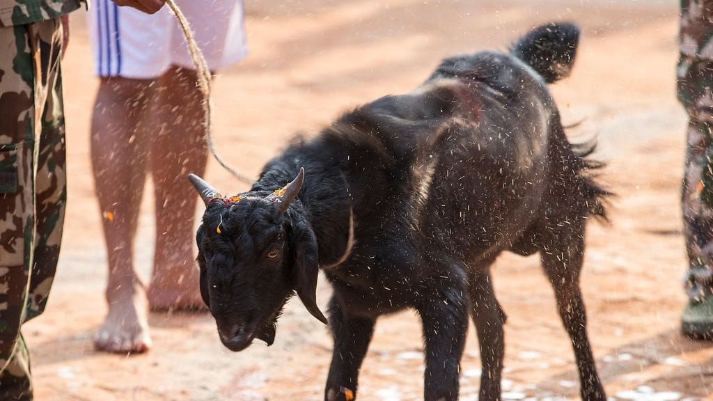 Kuvituskuva. Kuvan eläin ei liity Nepalissa tänään alkaneeseen uhrijuhlaan. EPA.