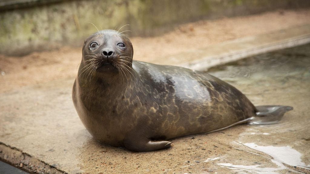 Kyseessä on kuutti, joka tuotiin heinäkuun lopulla Korkeasaaren villieläinsairaalaan Helsinkiin Puumalasta Etelä-Savosta.