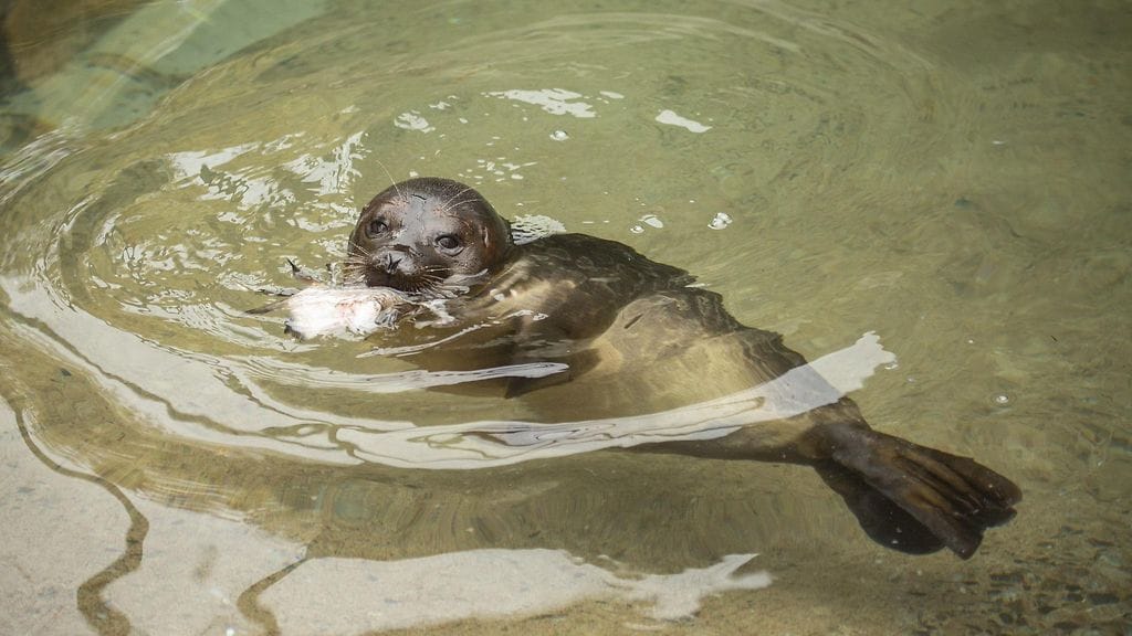 LK: tobias-norppa korkeasaari