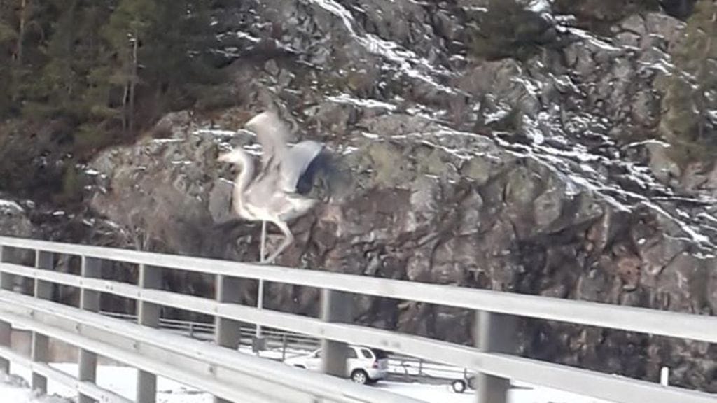 Piikkiöläinen Tuomo Erjomaa onnistui nappaamaan kuvan suuresta linnusta juuri kun se oli lähdössä lentoon sillan kaiteelta.