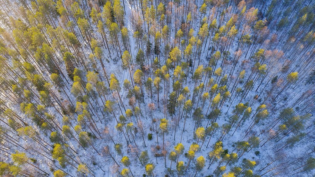 Metsää. Kuvituskuva.