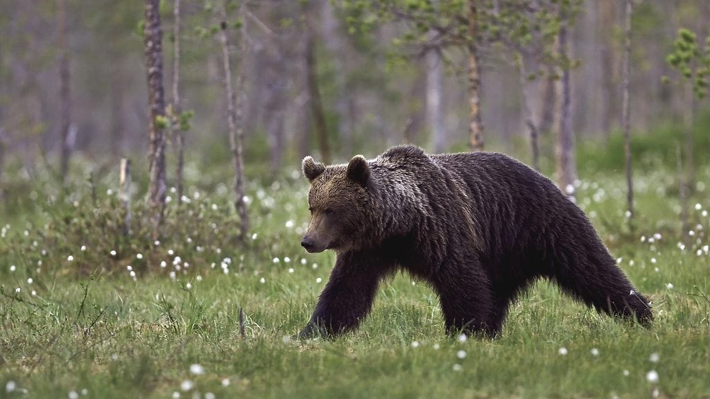 Karhun metsästyskiintiö pienenee Suomessa 111 karhun verran metsästyskaudelle 2022–23 edelliseen kauteen verrattuna. Tämä kuvituskuvan karhu on vielä nuori.