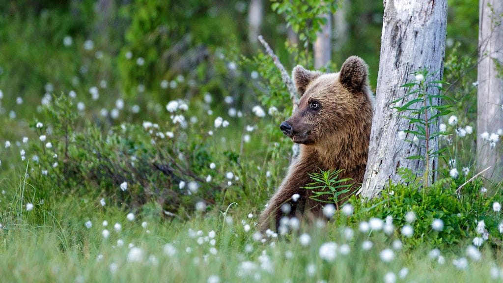 Joensuussa liikkuu karhunpentuja asutusalueella. Kuvituskuva.