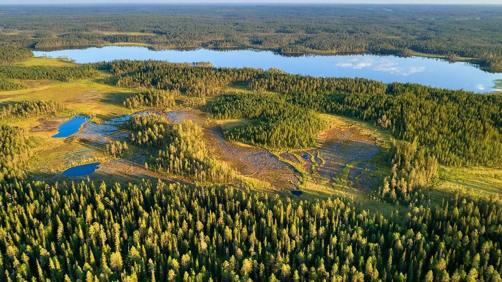 Elokuun viimeinen viikko on myös puunhalausviikko.