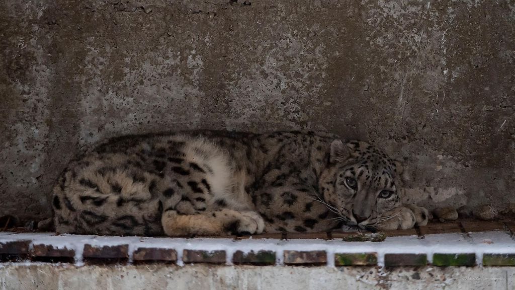 Juma lumileopardi ähtäri zoo