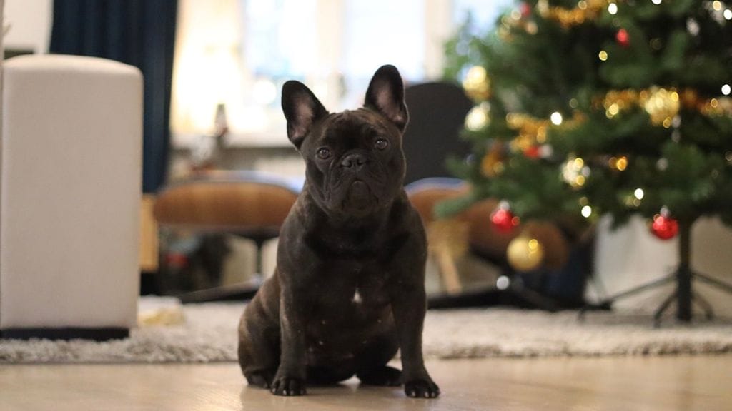 Turkulaisen pariskunnan koira, Bertha