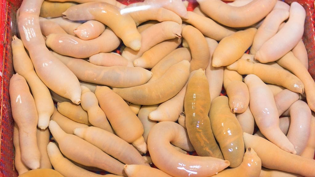 Pohjois-Kaliforniassa rantaan ilmestyneet urechis unicinctus -lajin edustajat on ristitty peniskaloiksi erityisen ulkomuotonsa takia.