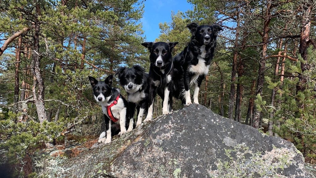 Tanja Kurikan koirat