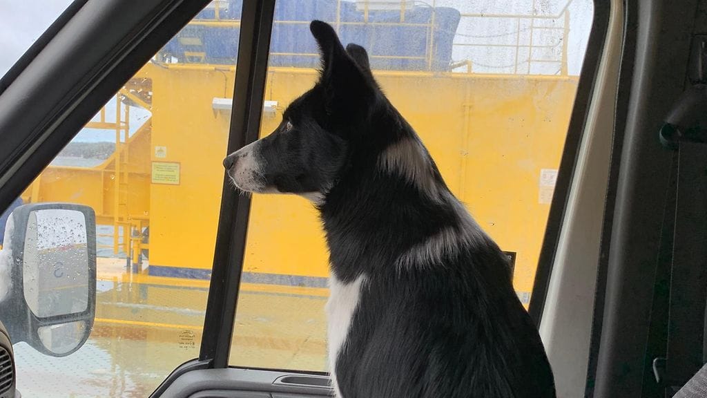 Tanja Kurikan koira päivystää asuntoautossa