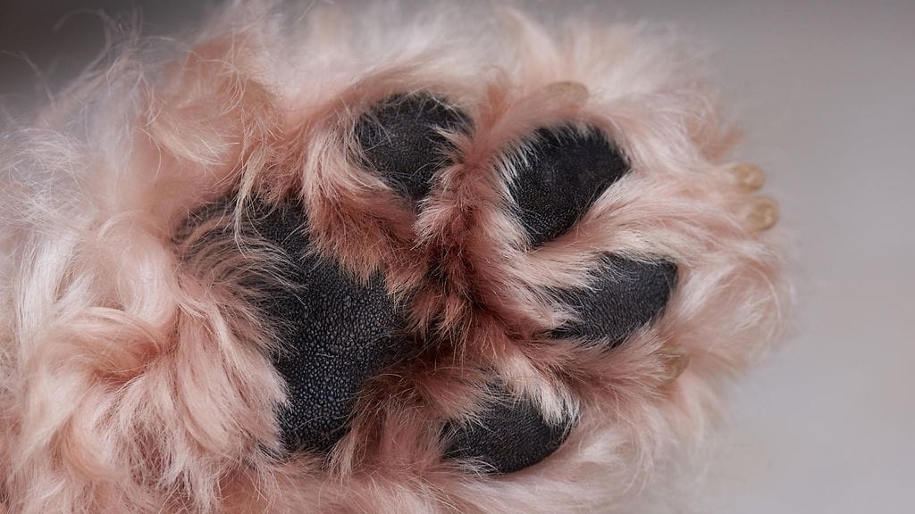 Pienen koiran tassu jäi kiinni kukkatelineen jalan rautojen väliin Nurmeksessa. Kuvituskuva.