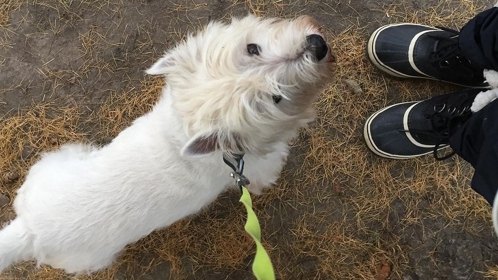 Joika-koira menehtyi liikenneturman seurauksena.