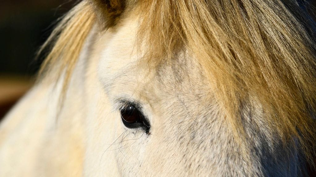 Kuvituskuvassa islanninhevonen.