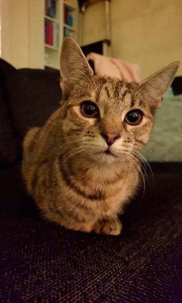 Nala-kissa