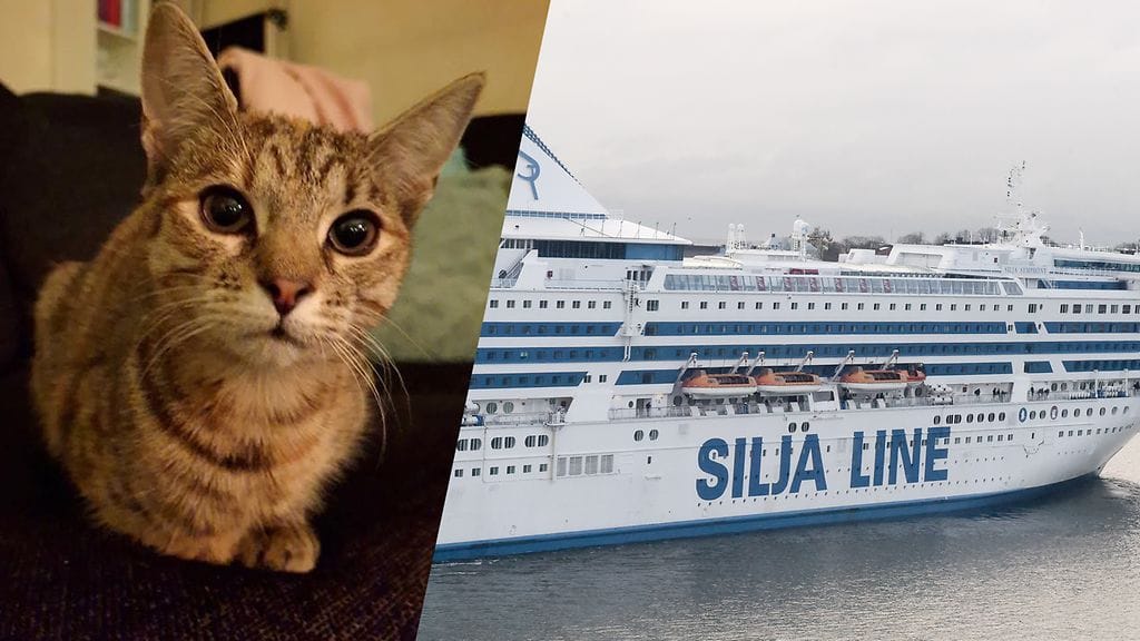 Nala-kissa karkasi lauantaina kantokopastaan Silja Symphonyn autokannella.