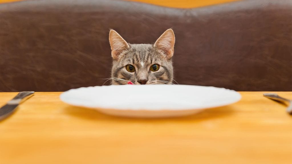 Kuvan kissa ei liity tapaukseen. Kuvituskuva.