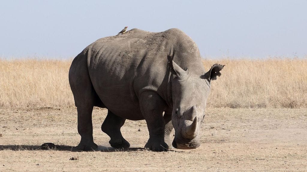 Tämän kuvituskuvan sarvikuono on kuvattu Keniassa.