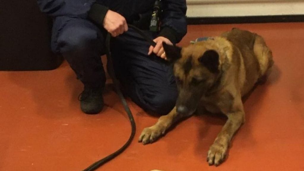 Börje jäljitti henkirikoksesta epäiltyä miestä, joka puukotti koiraa kiinnioton yhteydessä.