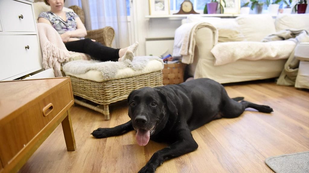 Kipukoira Martti ja omistaja Minna Marttinen Vantaalla 27. marraskuuta 2019.