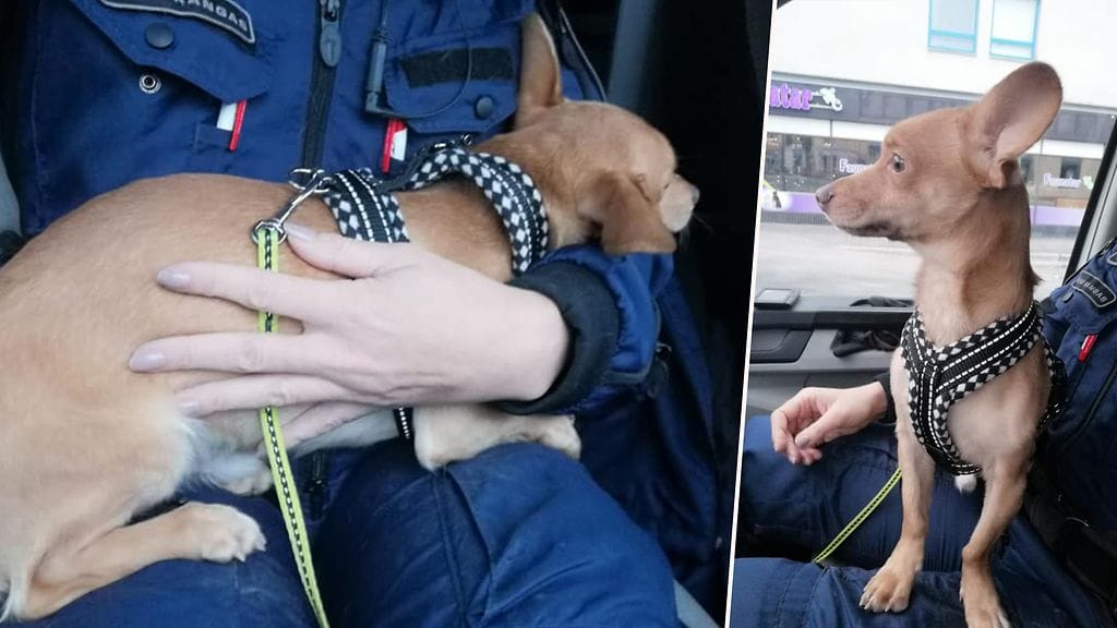 Löytynyt koira vaikutti poliisin kuvien perusteella rauhalliselta ja luottavaiselta, vaikkakin seurasi tapahtumia tarkkaavaisesti vanhemman konstaapelin sylistä.