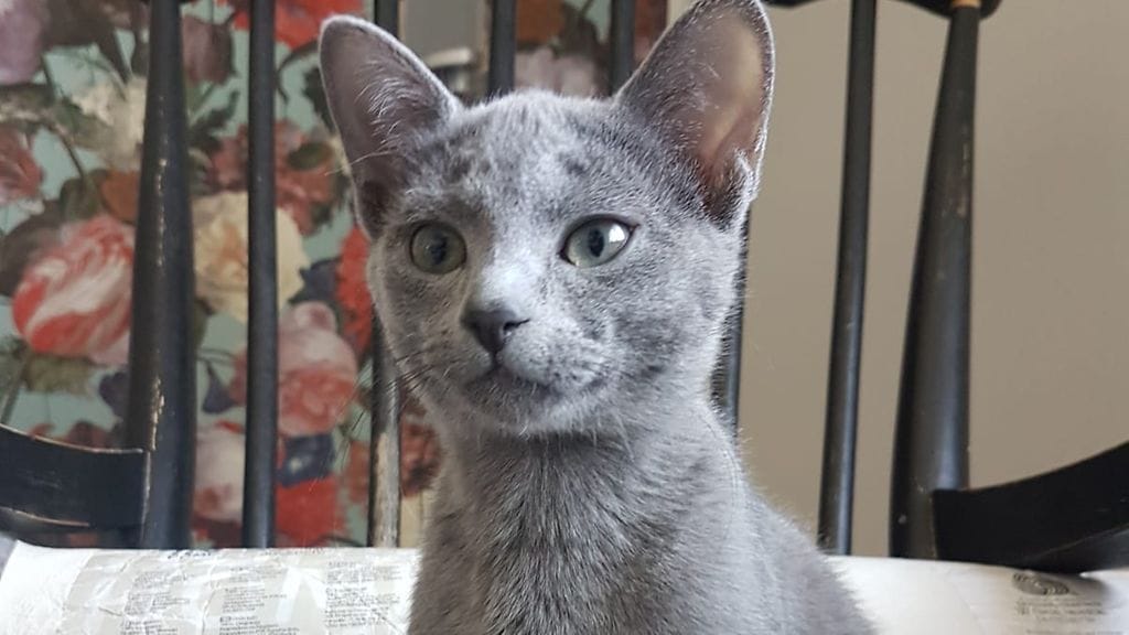 Venäjänsininen Chanel oli 14-viikkoinen, kun se muutti syntymäkodistaan isäkissa Emilin seuraksi. Kuva: Katja Kurisjärvi