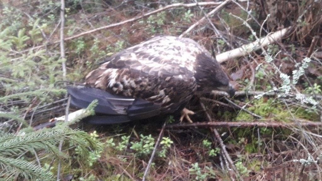 Nälkiintynyt merikotka löytyi loukkaantunena Pöytyältä. Kävi ilmi, että sitä on ammuttu siipeen ilmakiväärillä.