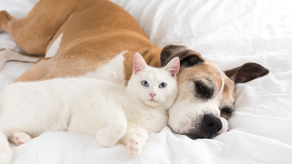 Kissojen ja koirien nimipäiväkalenterit saavat lisää nimiä.