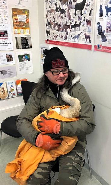 Jarmo ”Jamppa” Lautamäen hoidokkina ollut ontuva joutsen turvautui häneen eläinlääkärissä.