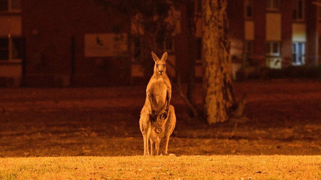 Australian eläimet 2
