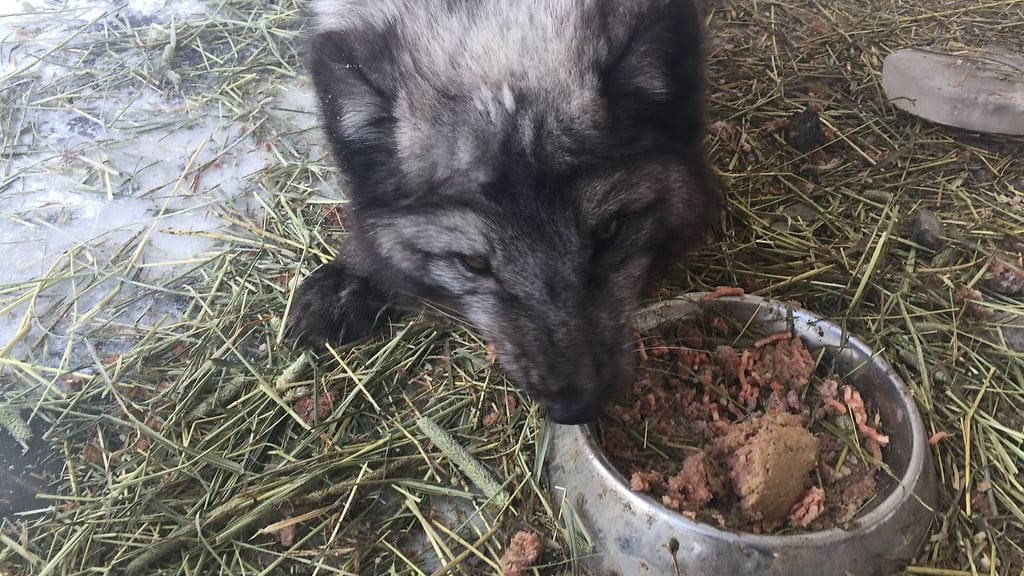 Sinikettuja viedään Suomesta Kiinaan. Kuvituskuva.