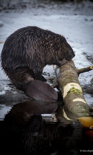 Majava Ähtärin eläinpuistossa. Kuva: Timo Ahopelto.