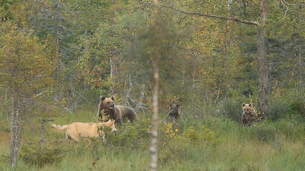 0701-Pekka-Toivonen-karhut-ja-susi-4